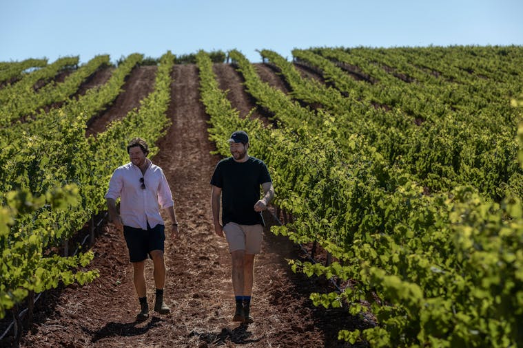 Koerner Wine