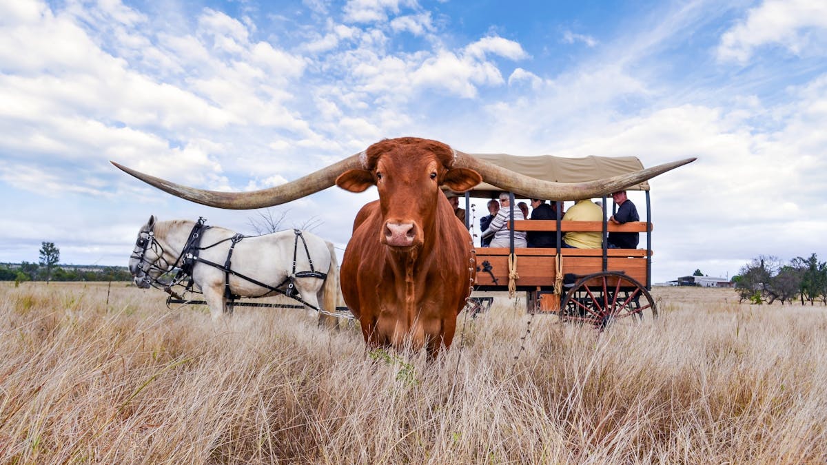 Texas Longhorn Wagon Tour