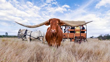 Texas Longhorn Wagon Tour
