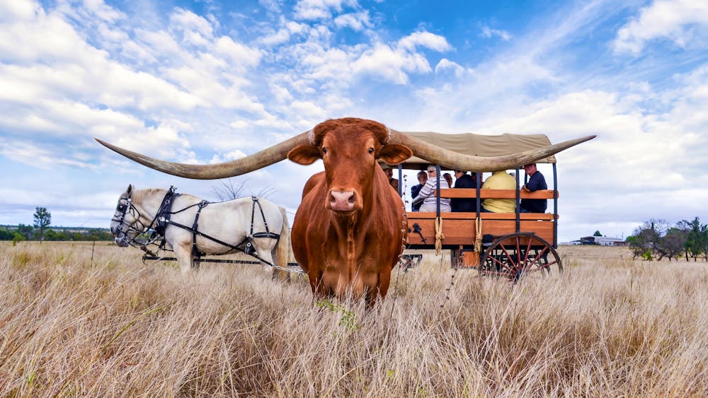 Texas Longhorn Tours