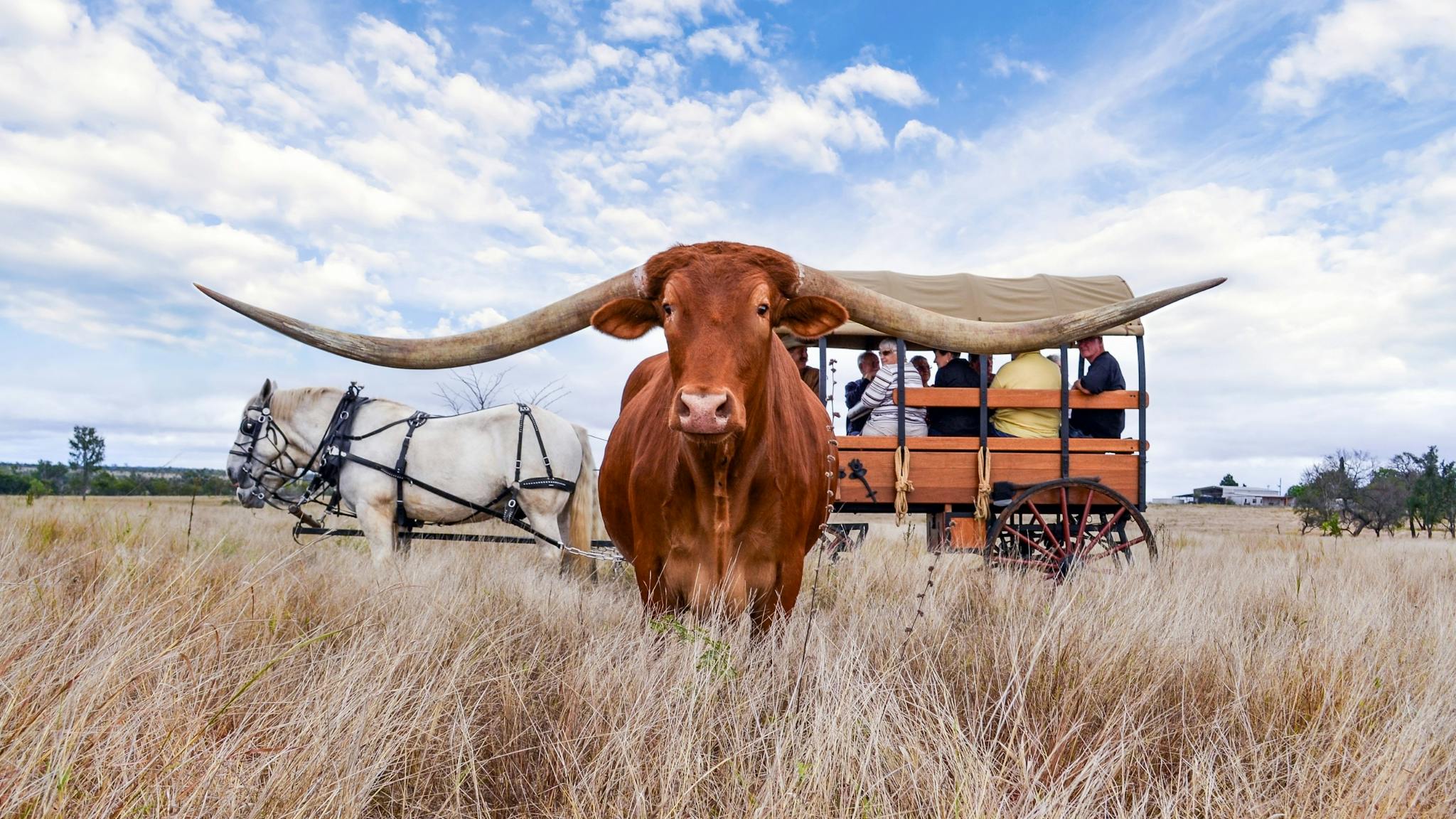 Texas Longhorn Wagon Tour Texas Longhorn Wagon Tour