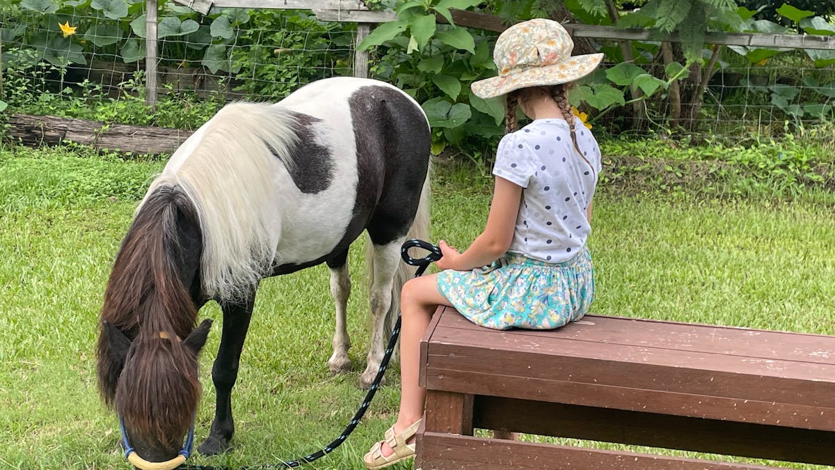 Brumbies hollow Pony eating grass with little girl holding the lead sitting on the bench Brumbies hollow Pony eating grass with little girl holding the lead sitting on the bench