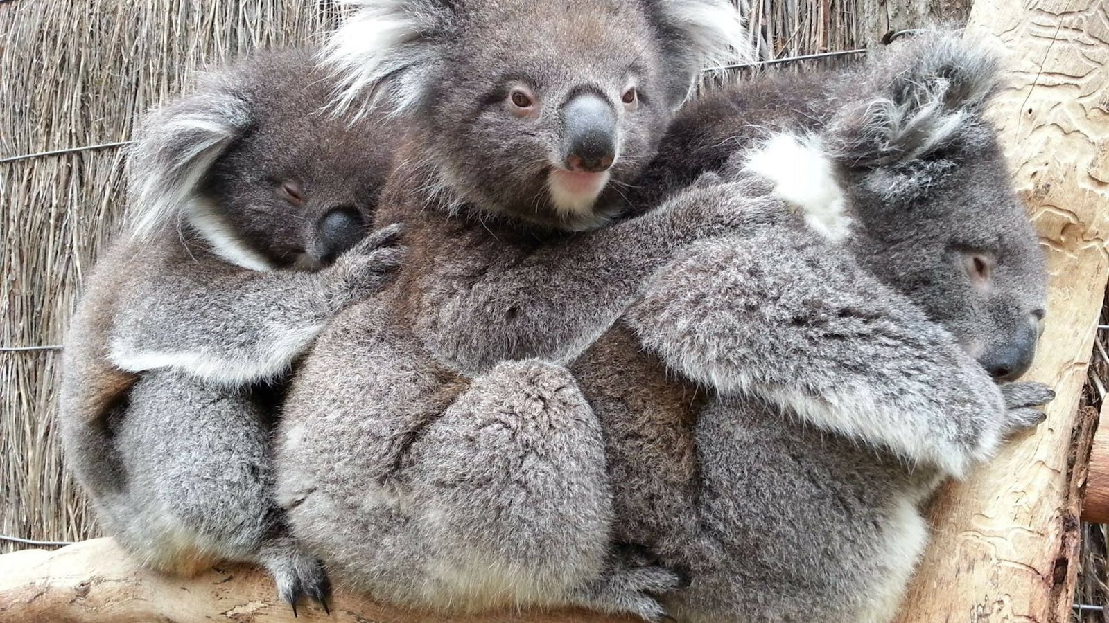 Cleland Wildlife Park