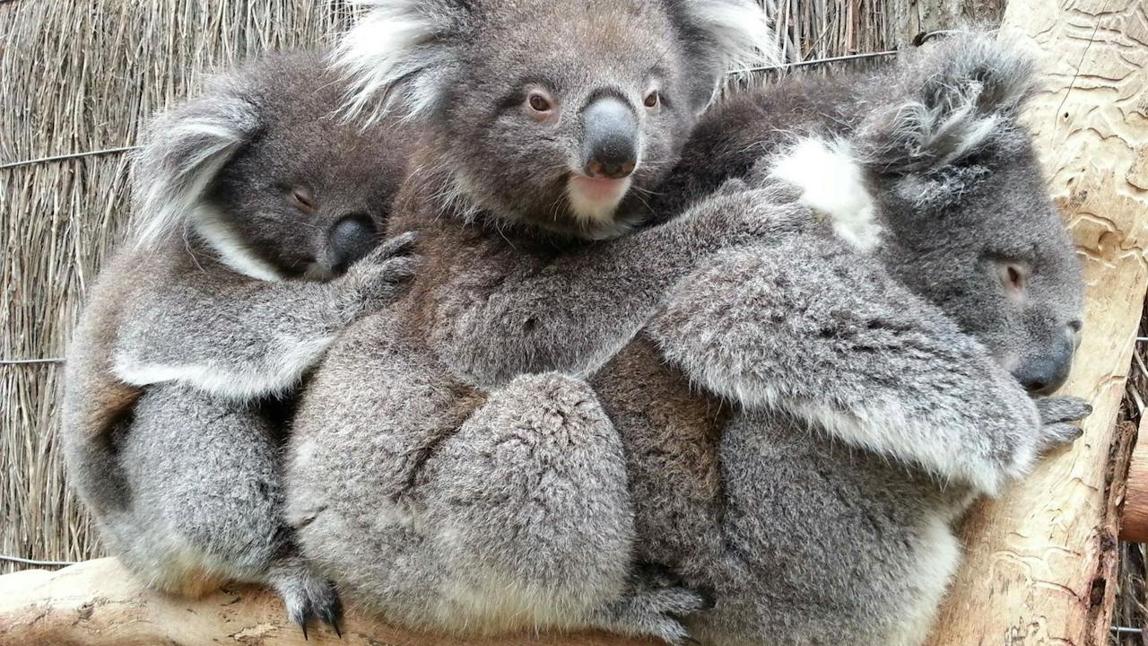 Koalas