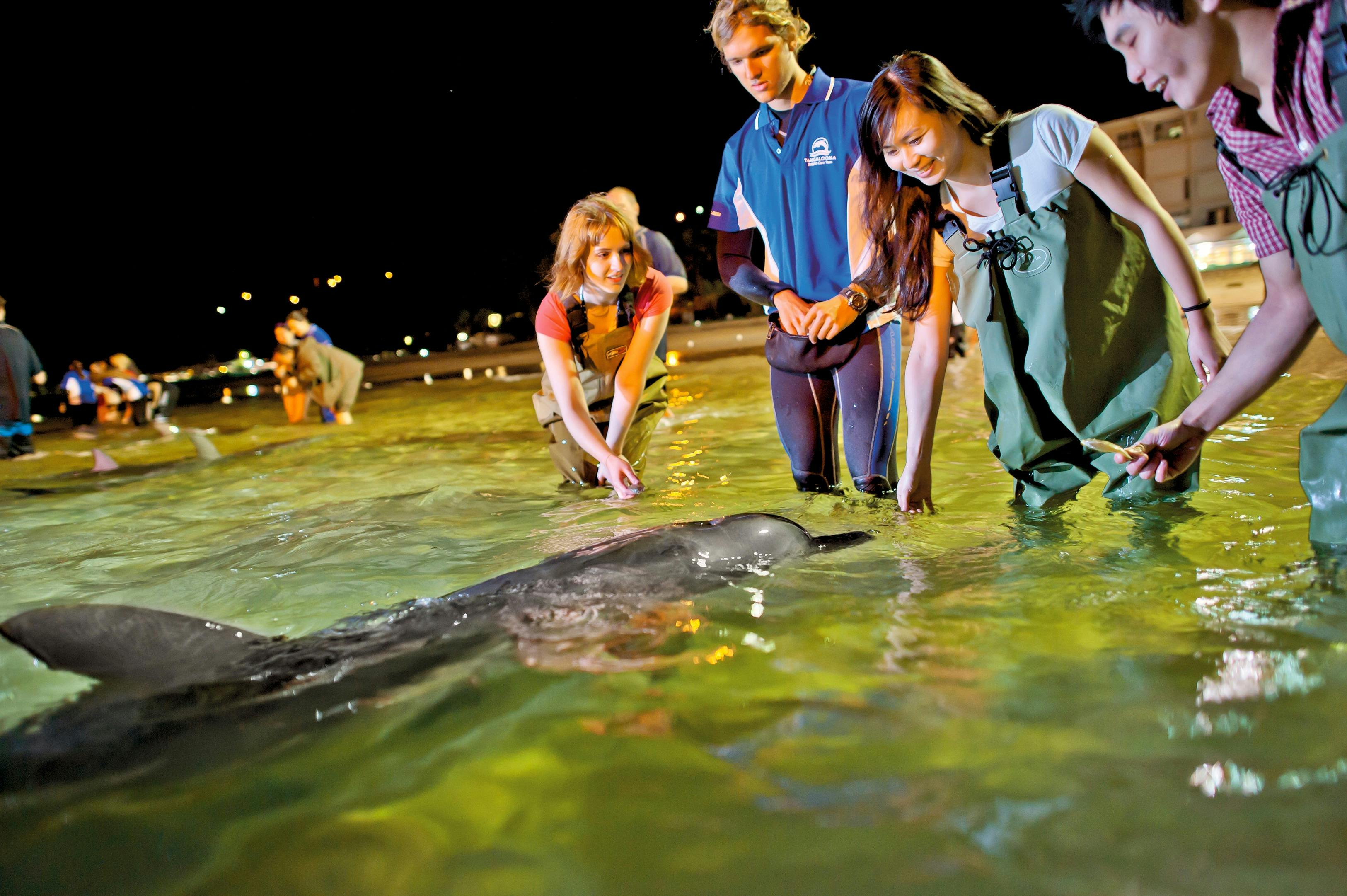 Wild Dolphin feeding