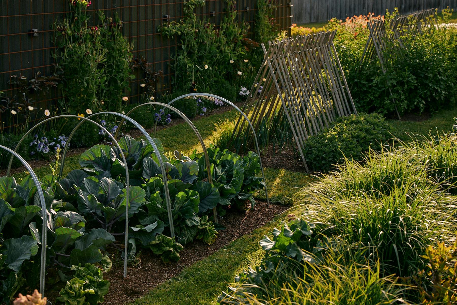 Natasha Morgan's productive verge garden at Little Cottage on a Hill