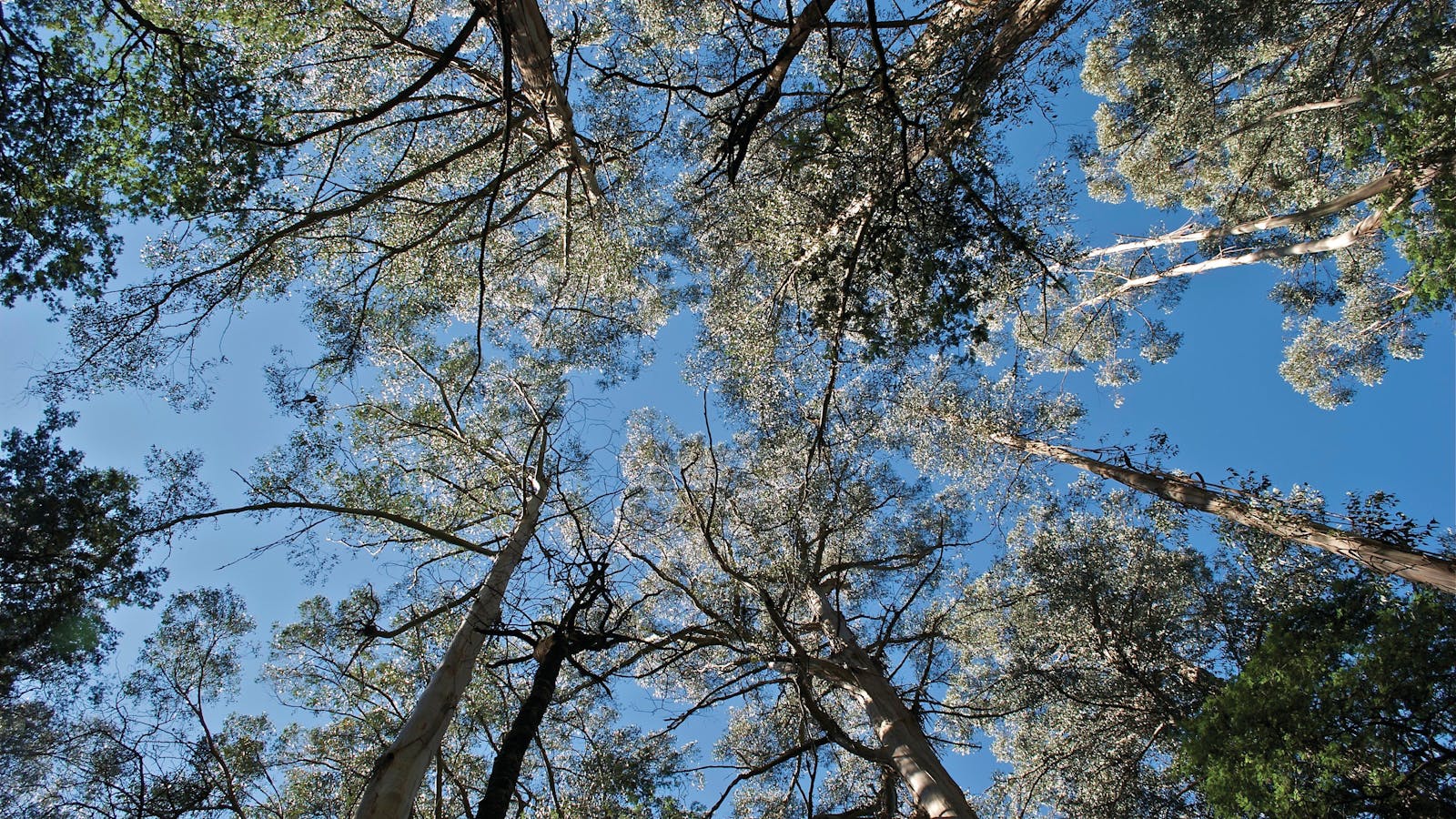 Tarra Bulga National Park