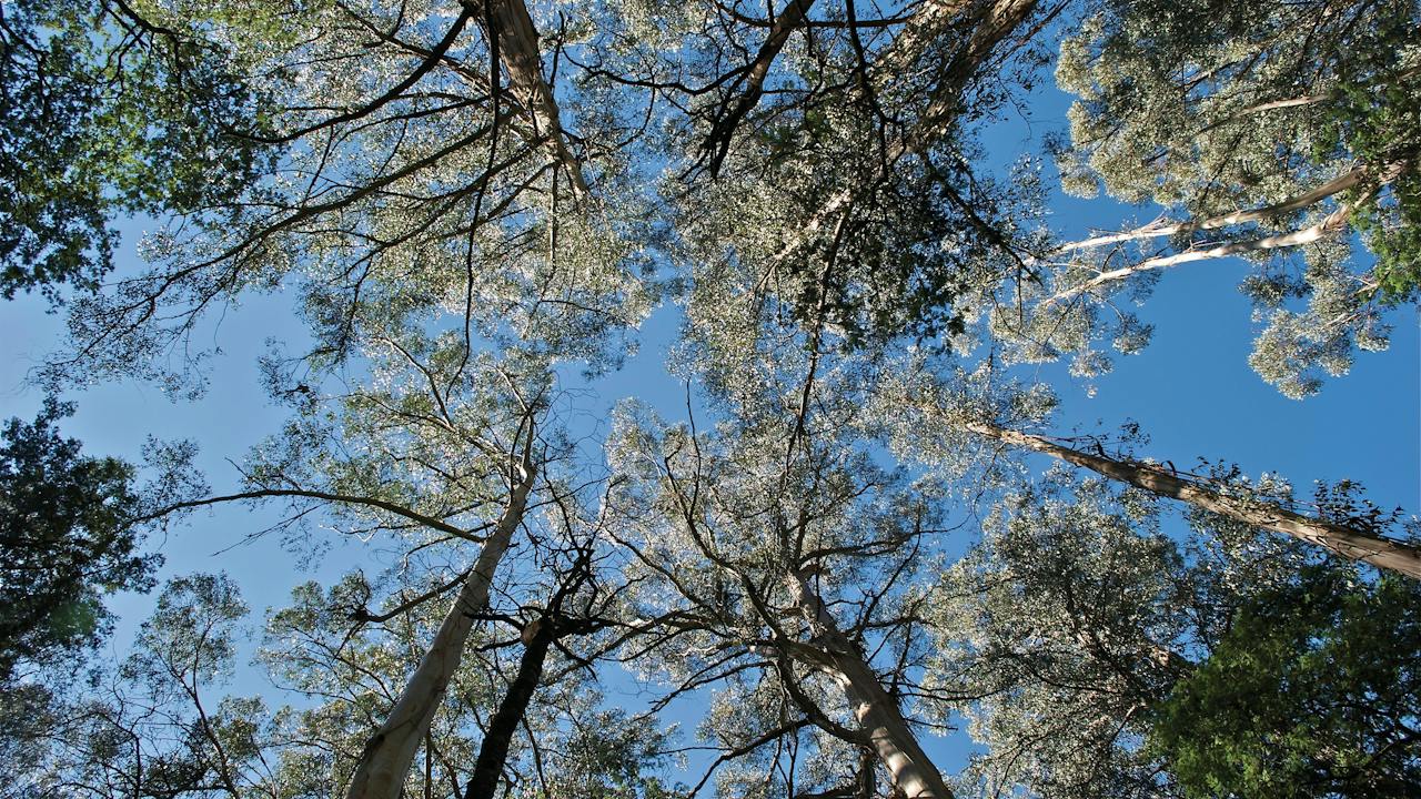 Tarra Bulga National Park