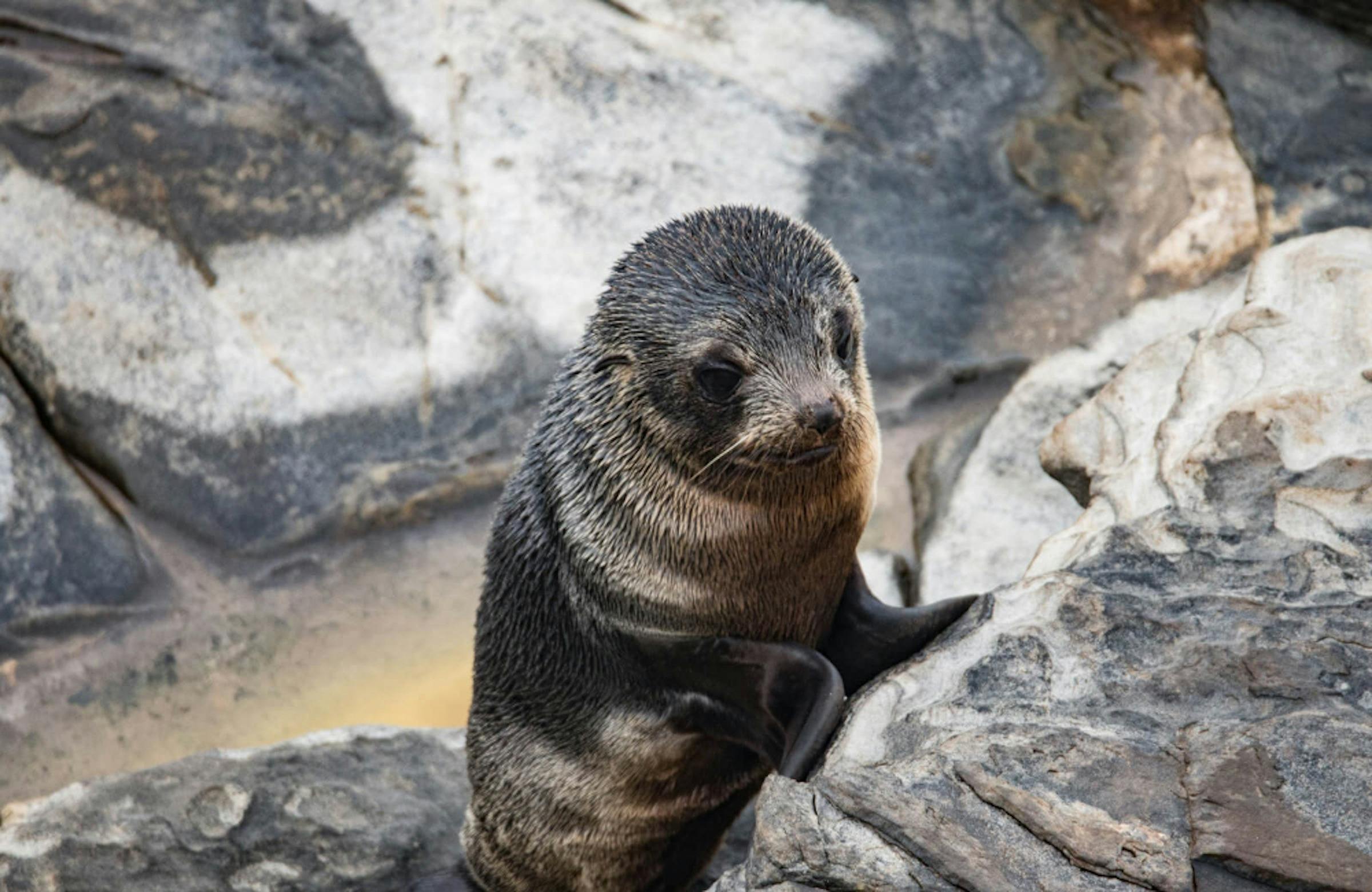 Long-nosed Fur Seal. Flinders Chase National Park. Exceptional Kangaroo Island Tours.