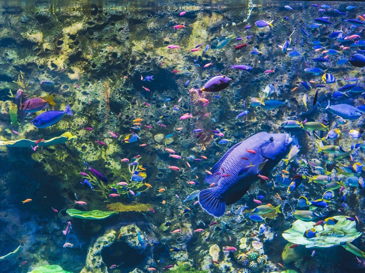 Cairns Aquarium - Attraction - Queensland