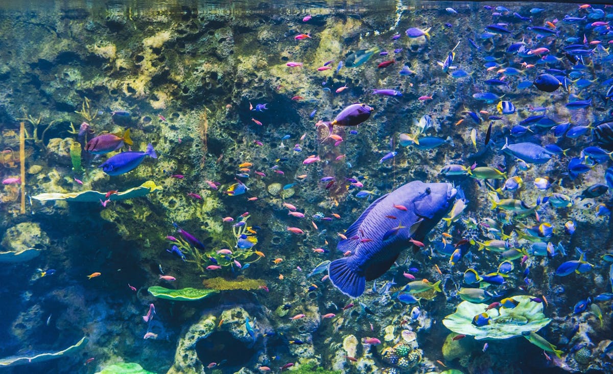 Cairns Aquarium