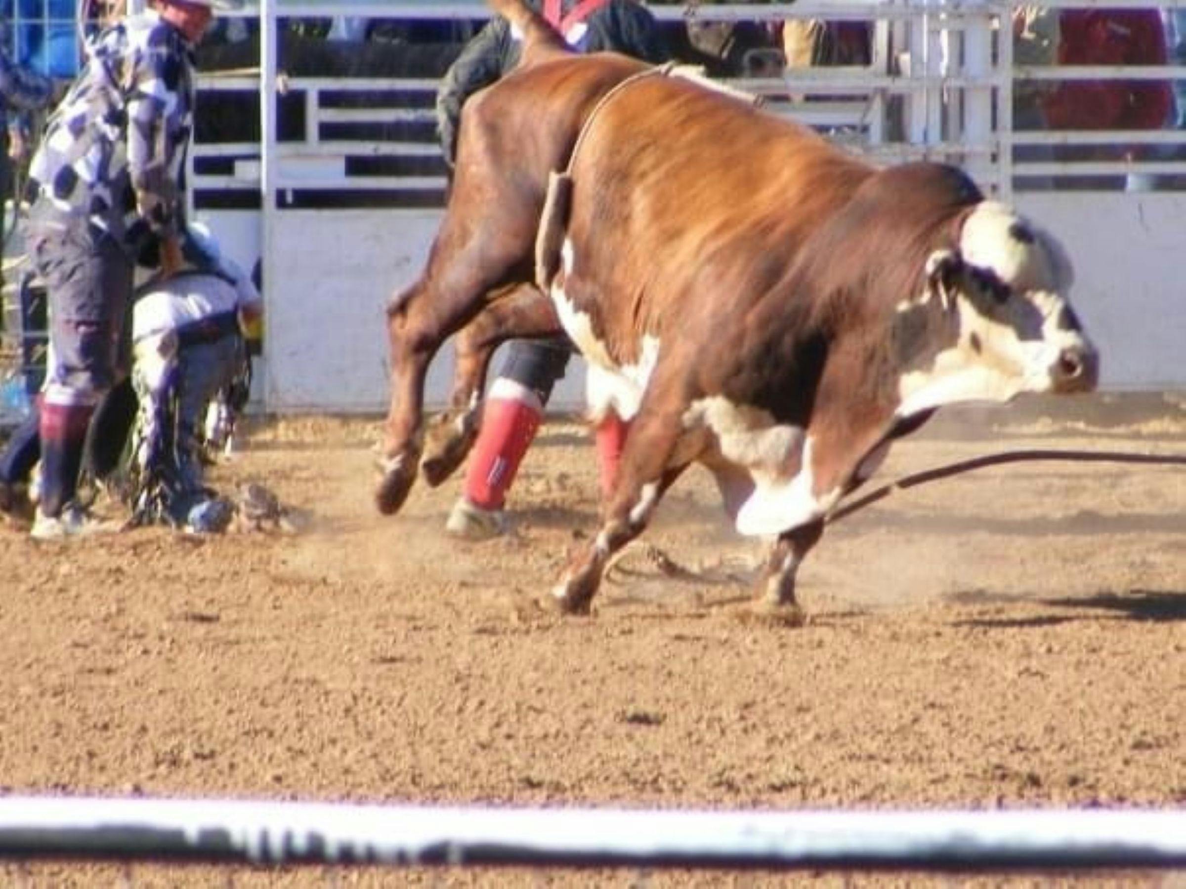 Murwillumbah rodeo