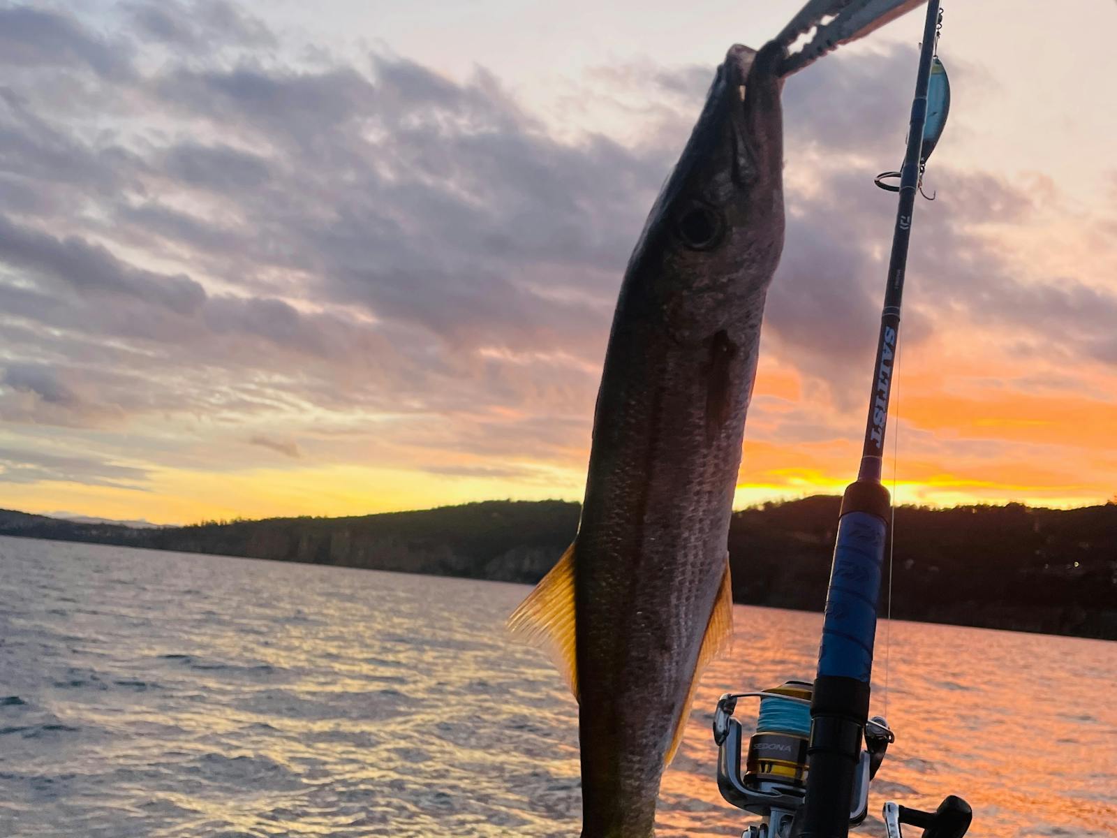 fish
