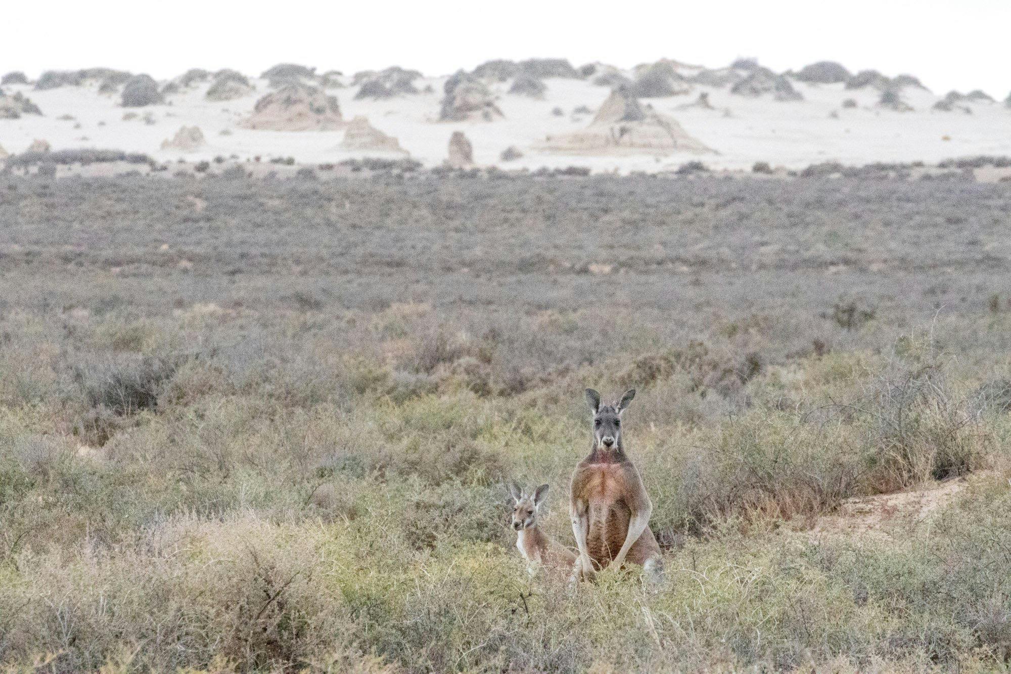 Red Kangaroos