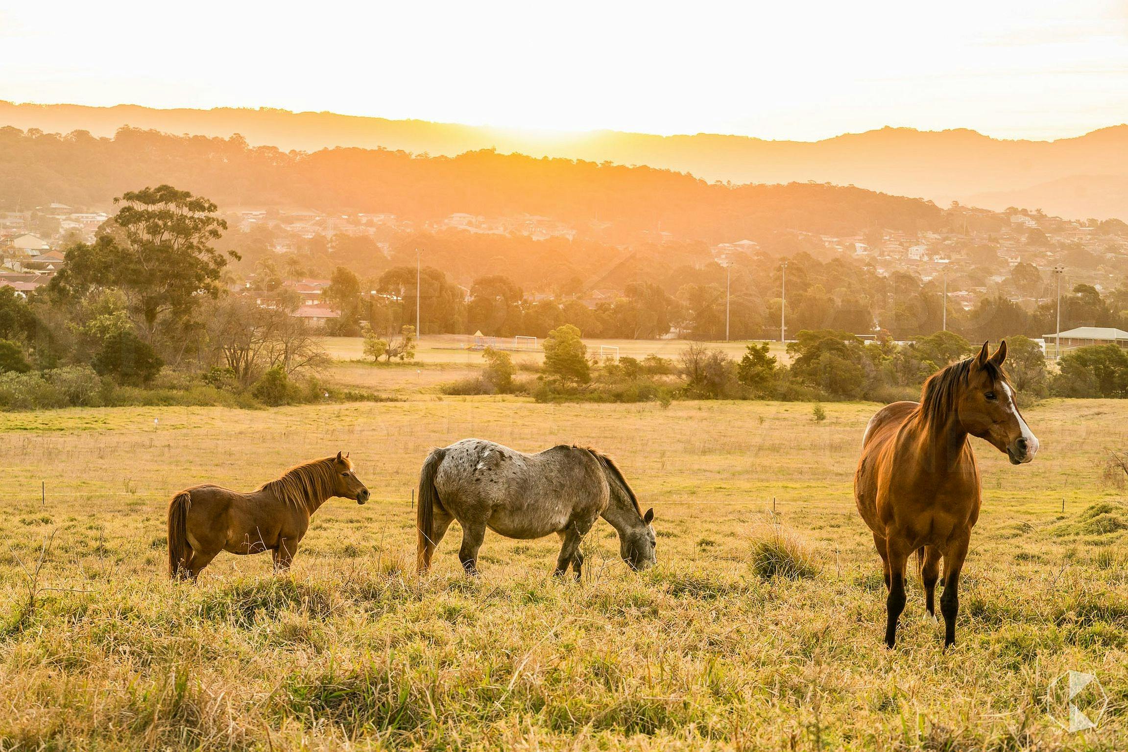 Albion Park ländlich