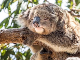 sleepy koalas are everywhere in the trees, easy to see, this old one has the wind at her back