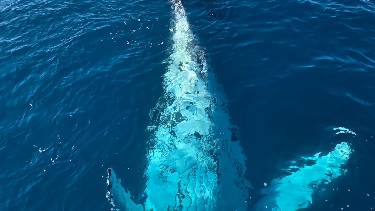 Whales are literally next to the boat