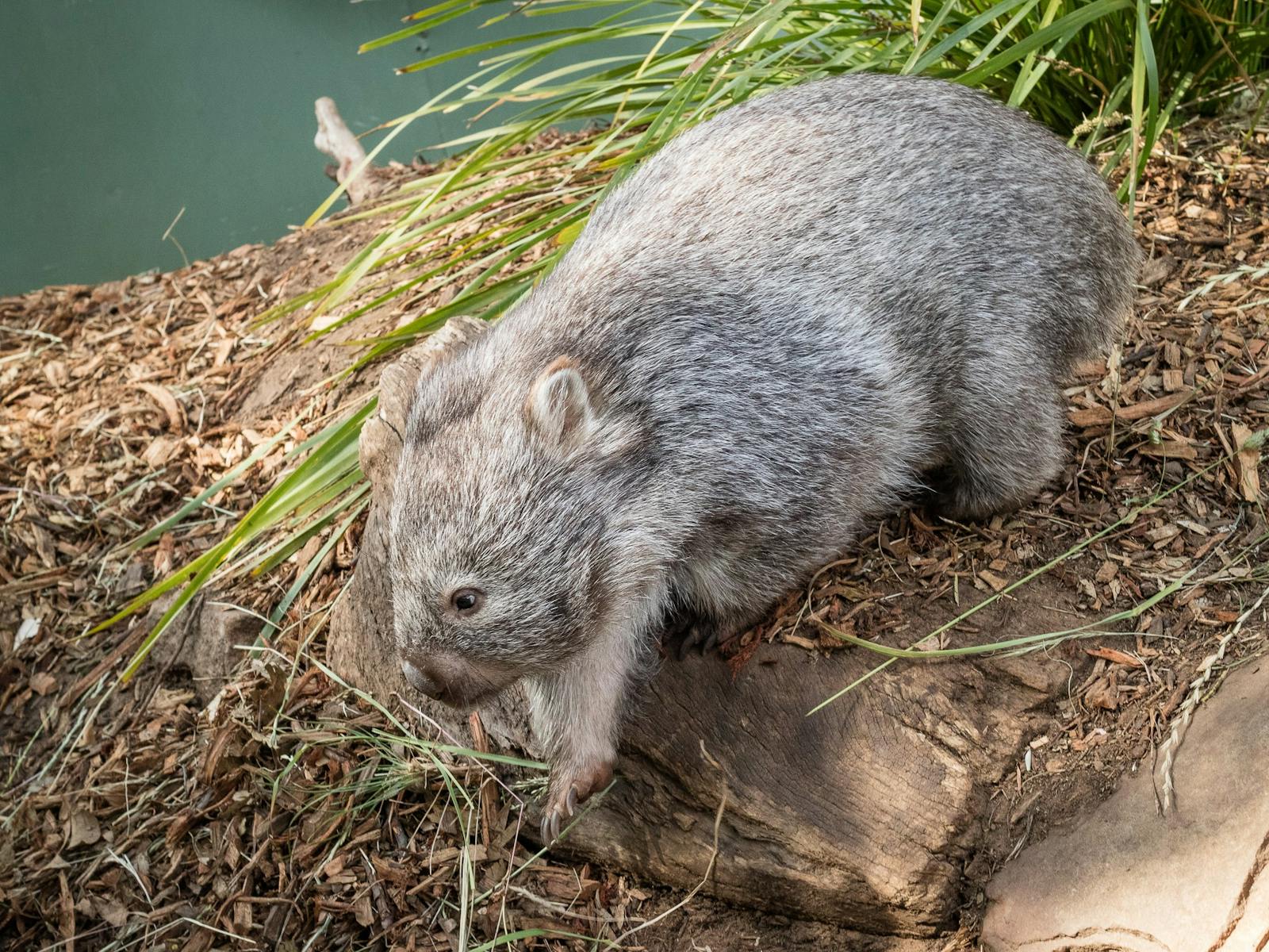 Wombat stepping over a rock ledge.
