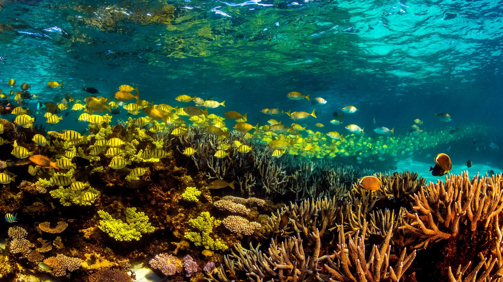 Ningaloo Reef