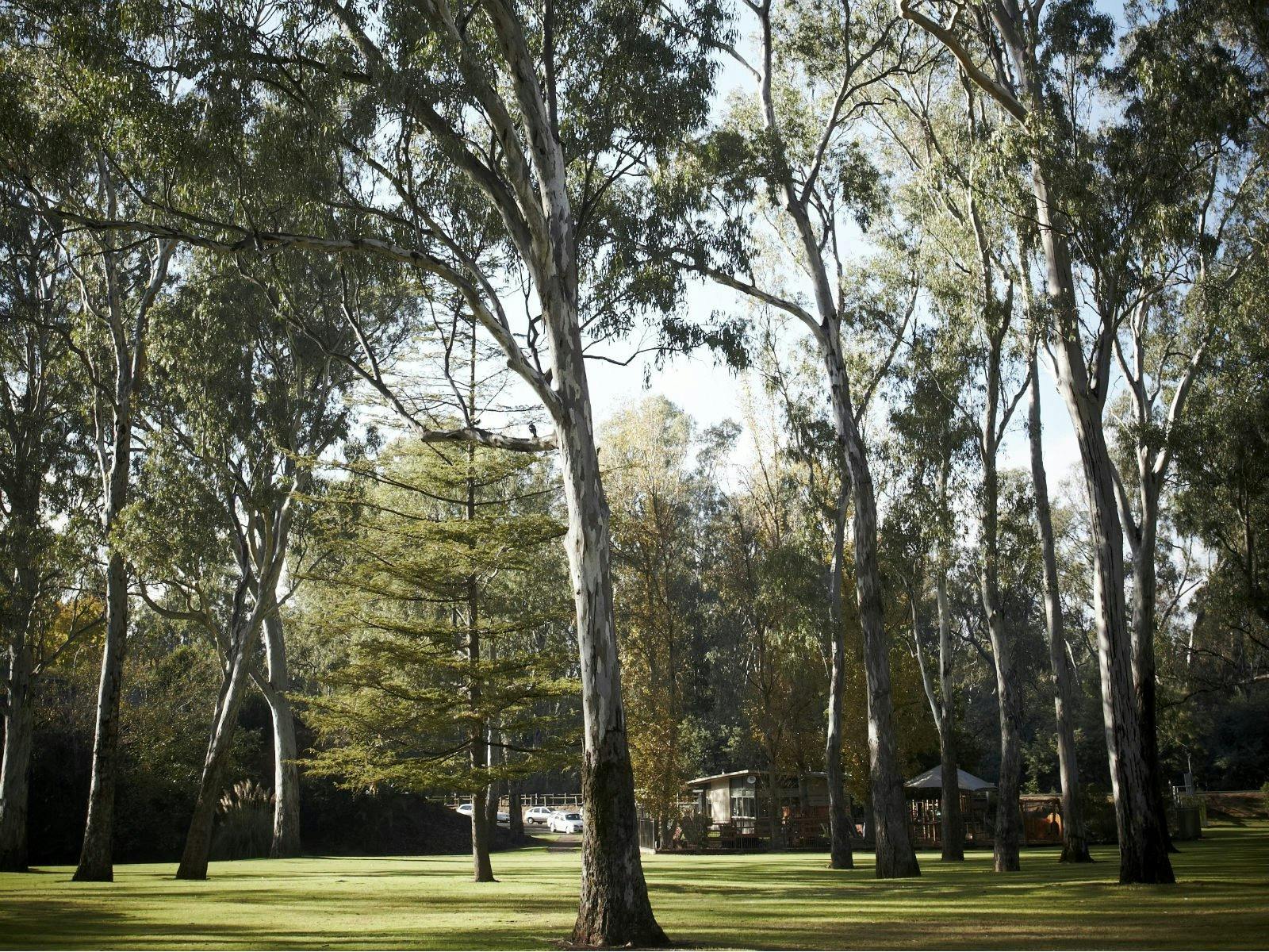 Redgums in Merriwa Park