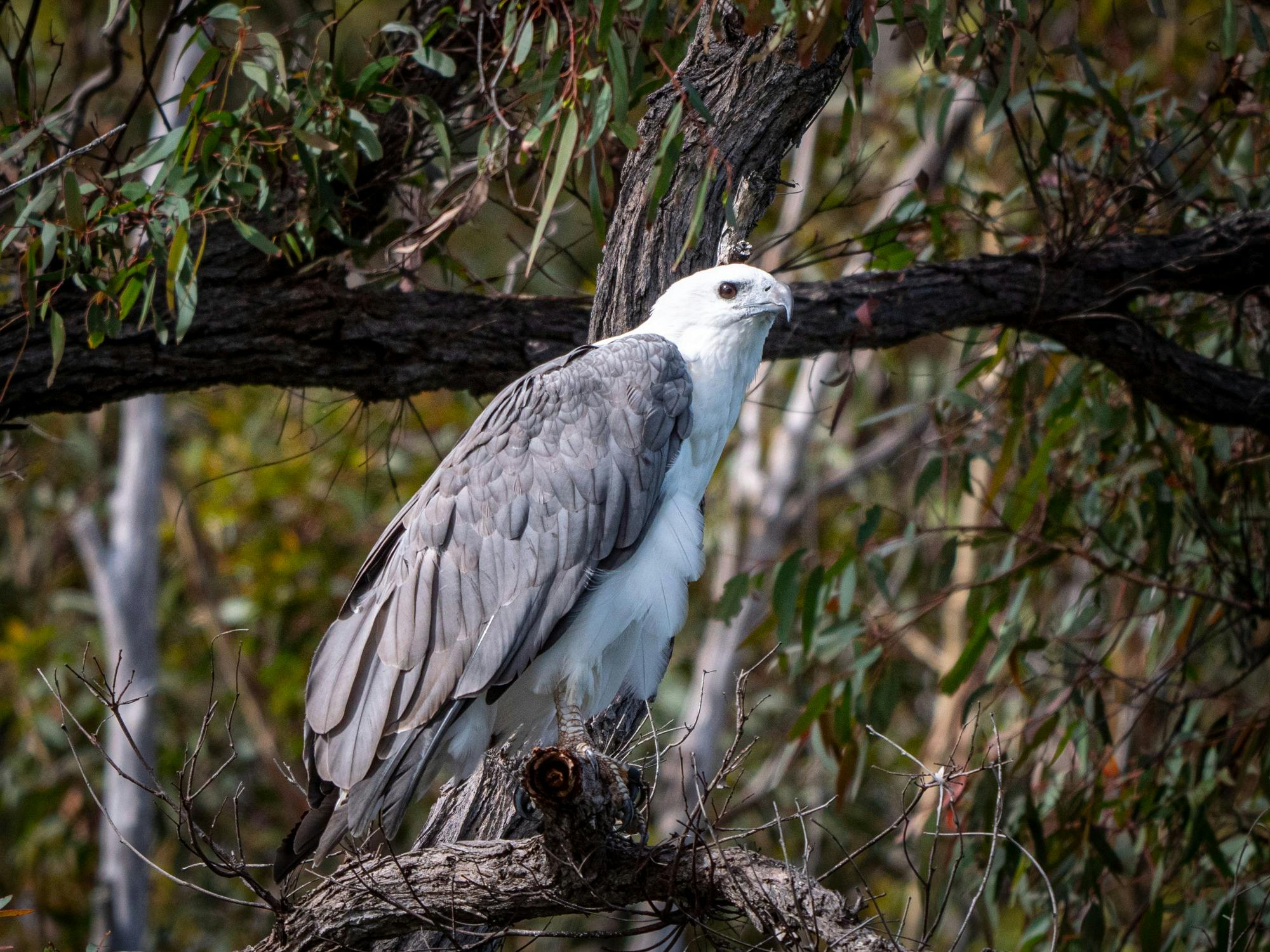 Eagle in a tree