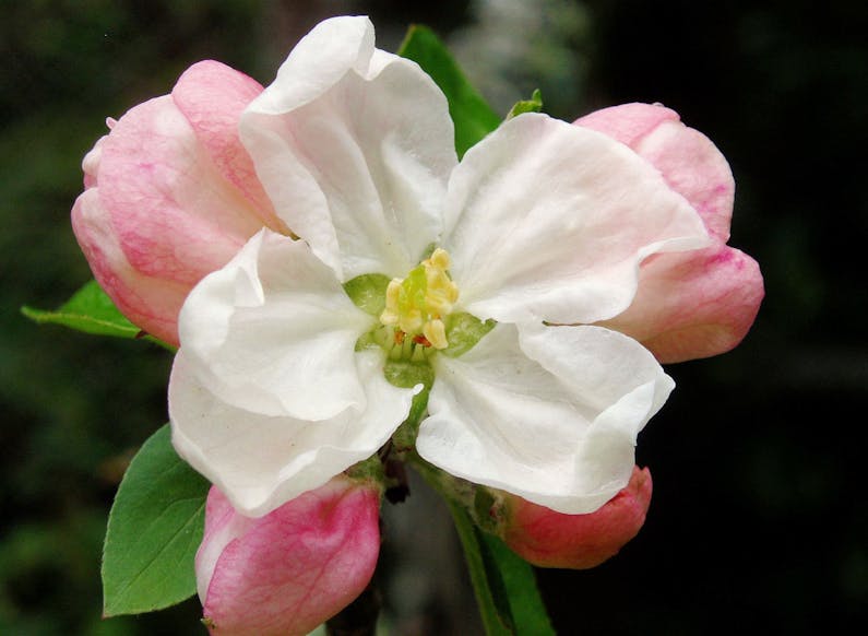 Image of the event 'Batlow Apple Blossom Festival'