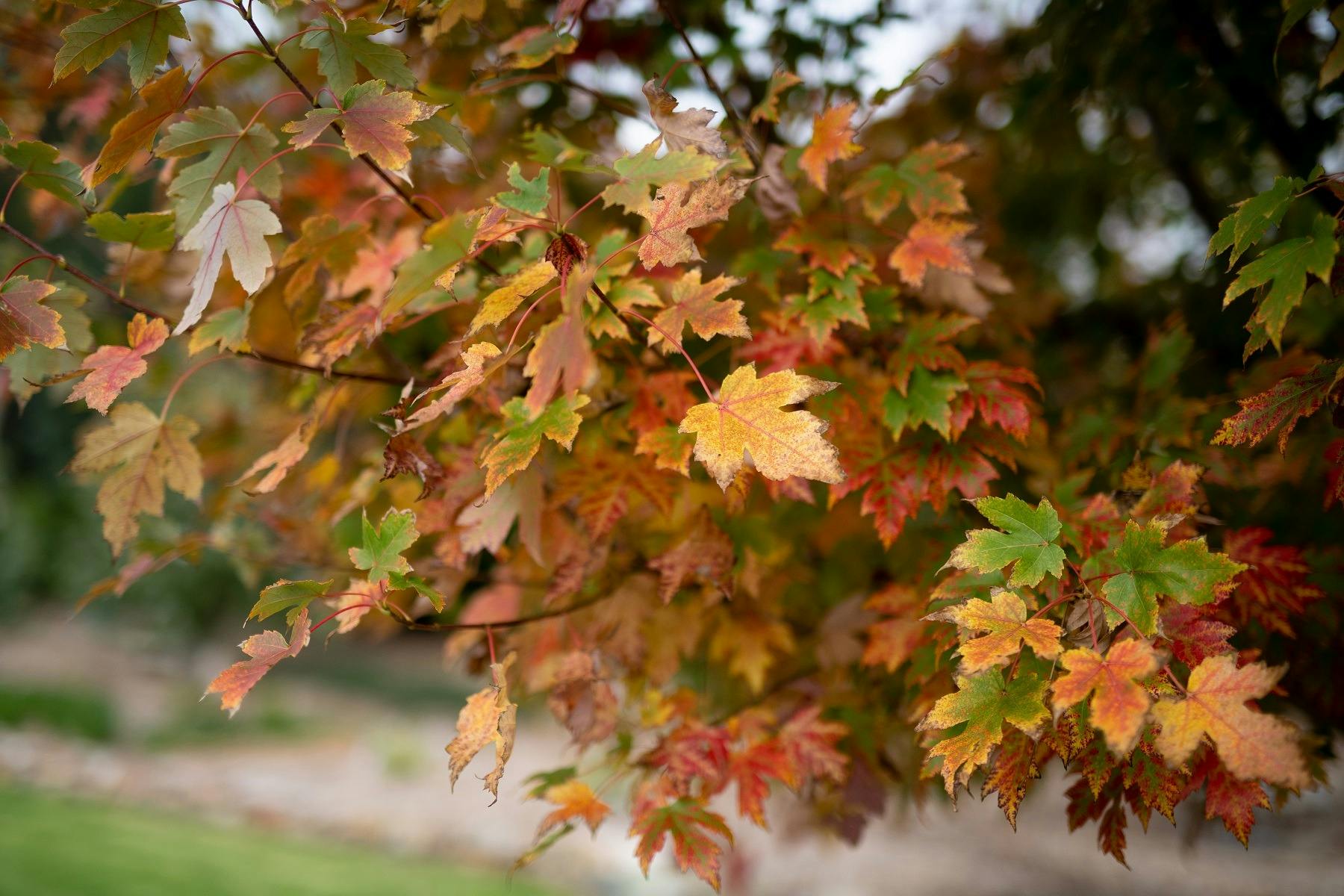 Autumn colours in Tenterfield