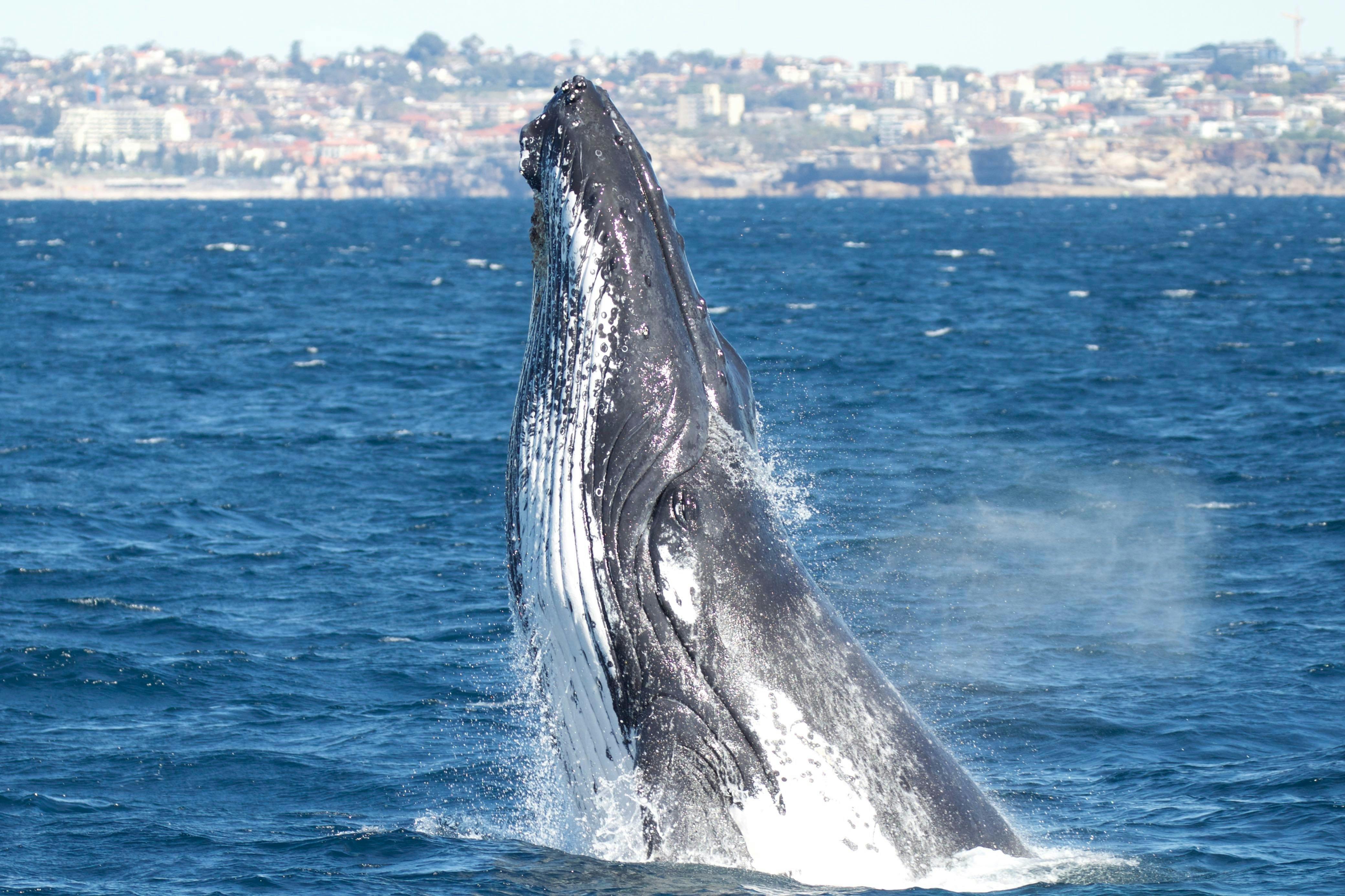 Whale Head Ausfallschritt, Sydney 2015