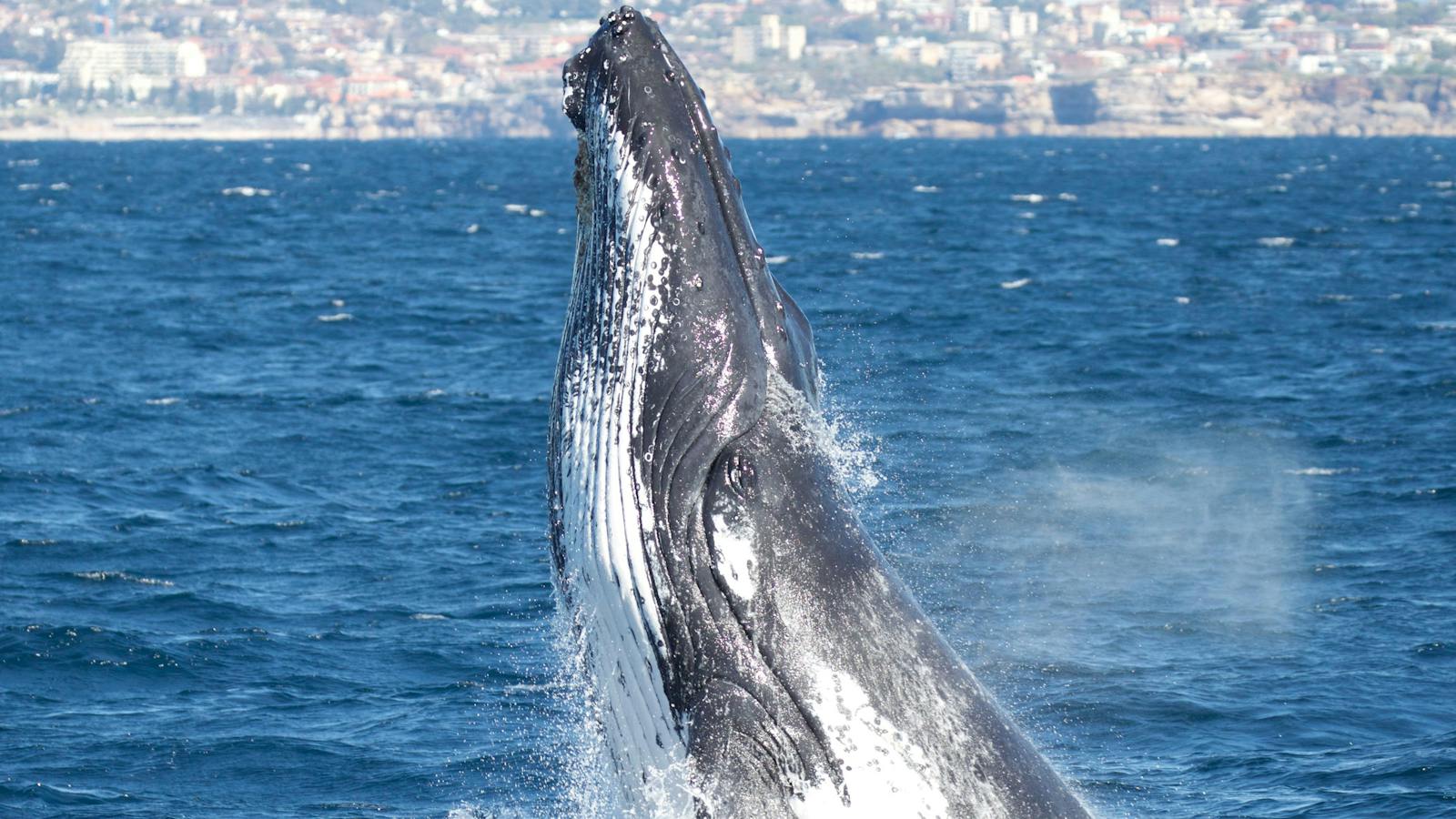 Whale Head Lunge, Sydney 2015
