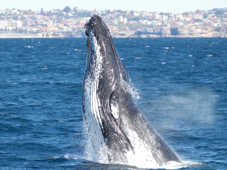 Whale Head Lunge, Sydney 2015
