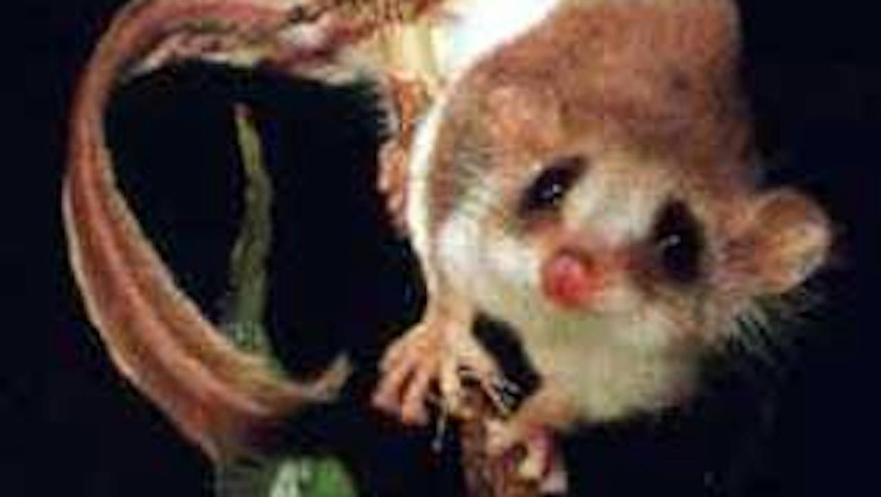 Carrowong Fauna Sanctuary