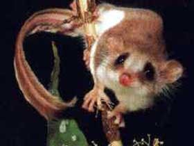 Meet some of the locals at Carrowong Fauna Sanctuary Meet some of the locals at Carrowong Fauna Sanctuary