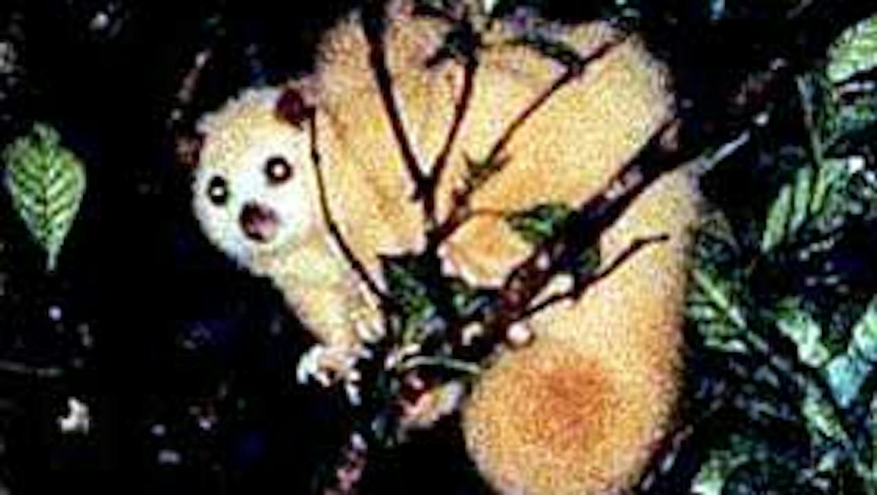 Carrowong Fauna Sanctuary