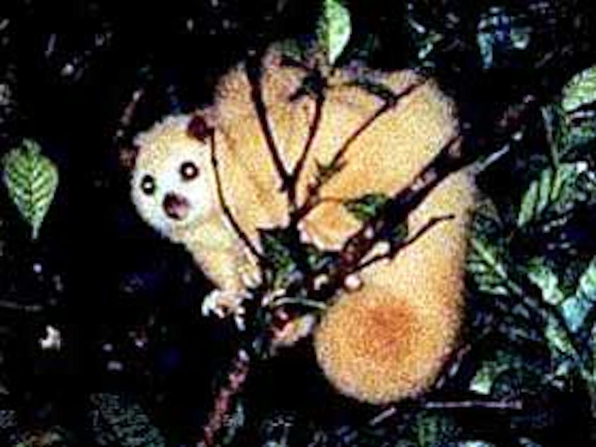 View the possum at Carrowong Fauna Sanctuary
