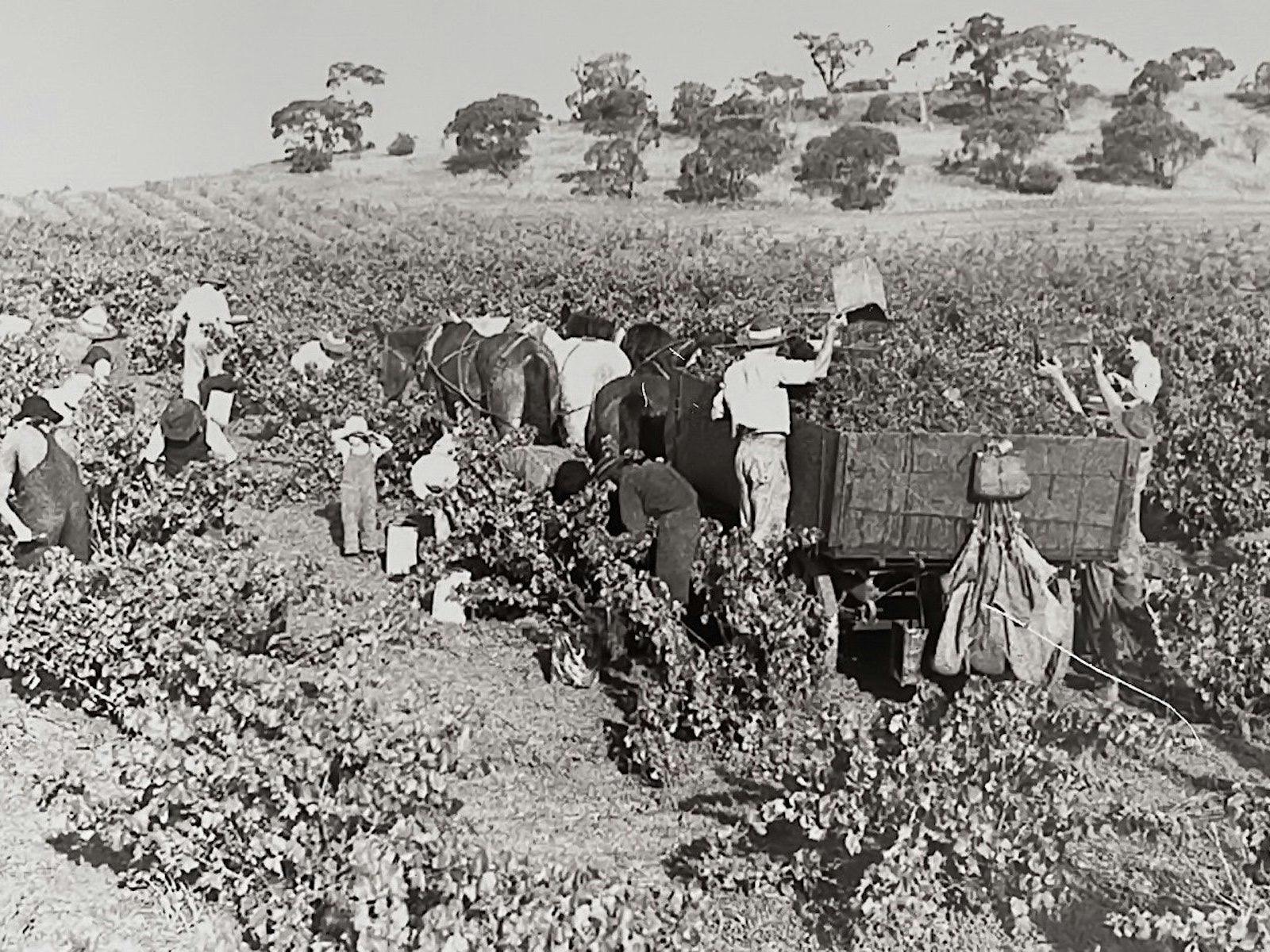 Hand picking bush grape vines with horse and cart