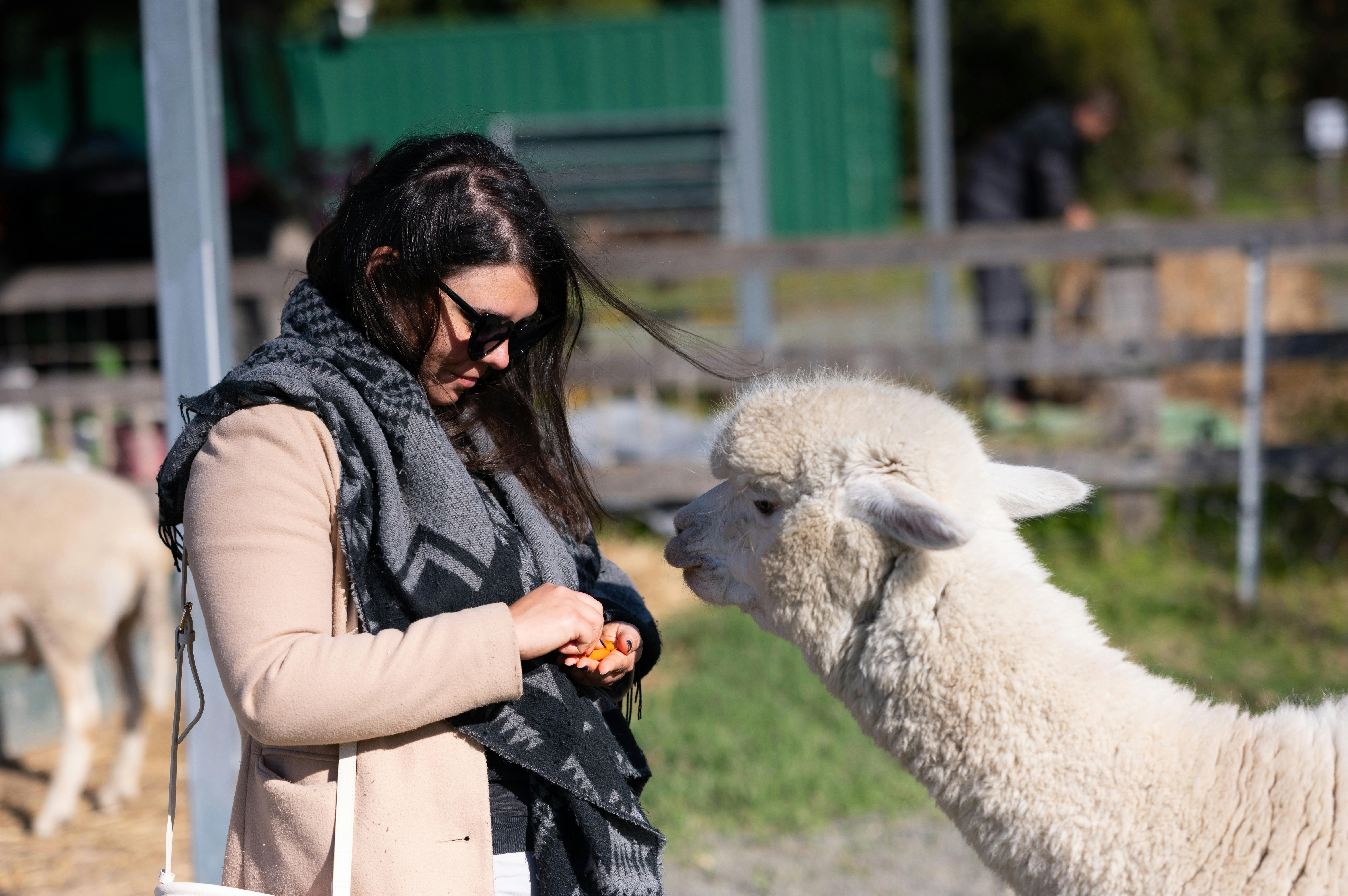 Breakfast with alpacas | NSW Holidays & Accommodation, Things to Do