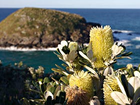 Green Island Walking Track