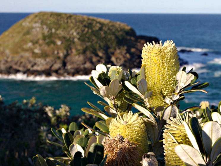 Native plants with ocean and island in the distance. Photo: Stuart Poignard