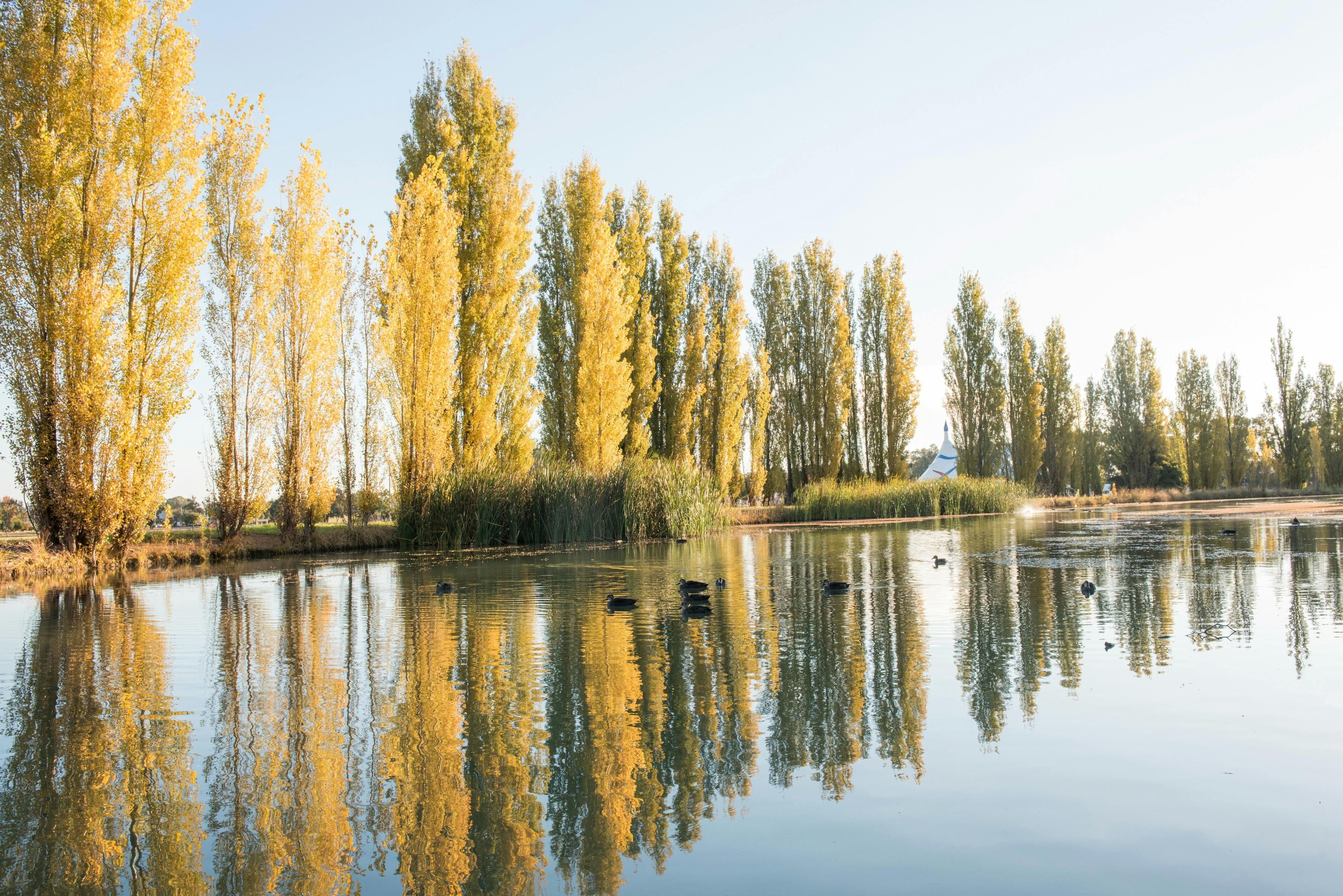主運河沿岸的秋天－格里菲斯