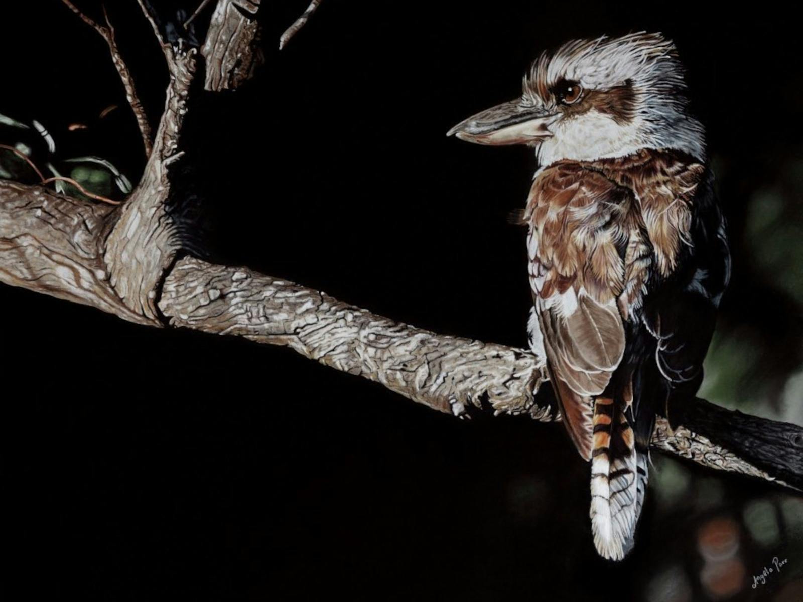 beautiful painting of a Kookaburra with dark background