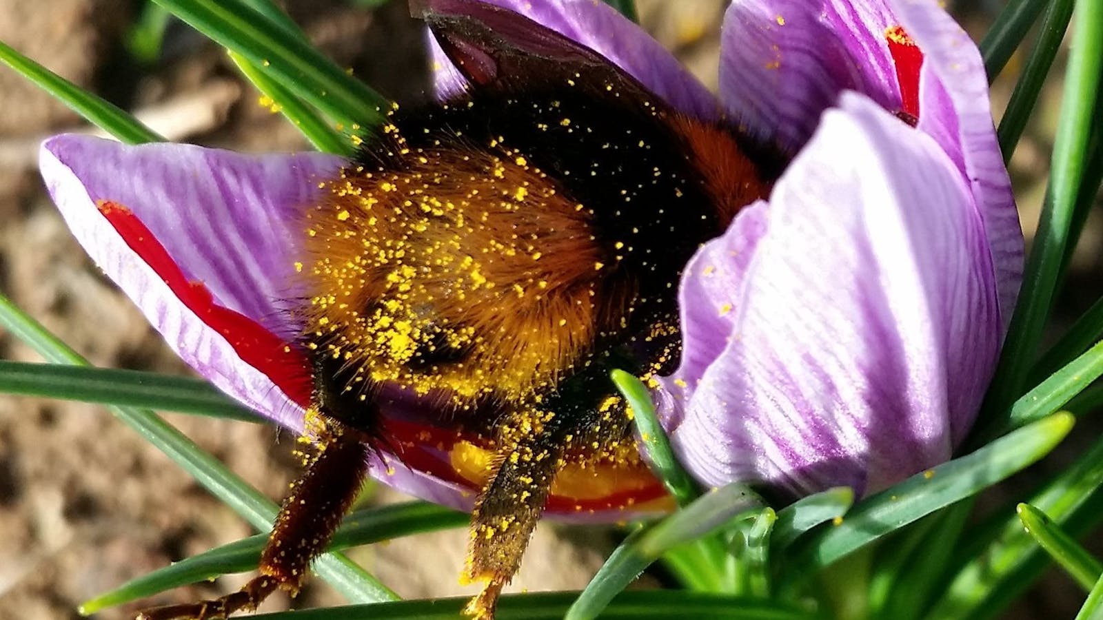 Campo deFflori bumble bee butt in saffron crocus