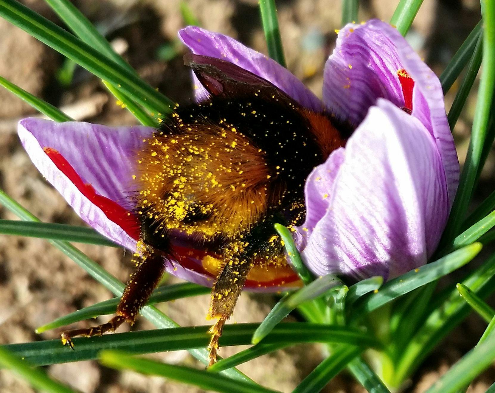 Campo deFflori  bumble bee butt in saffron crocus
