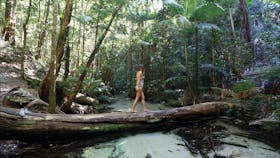 Fraser Island Rainforest