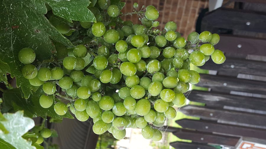 Coonawarra Cellar Door Half Day Tour