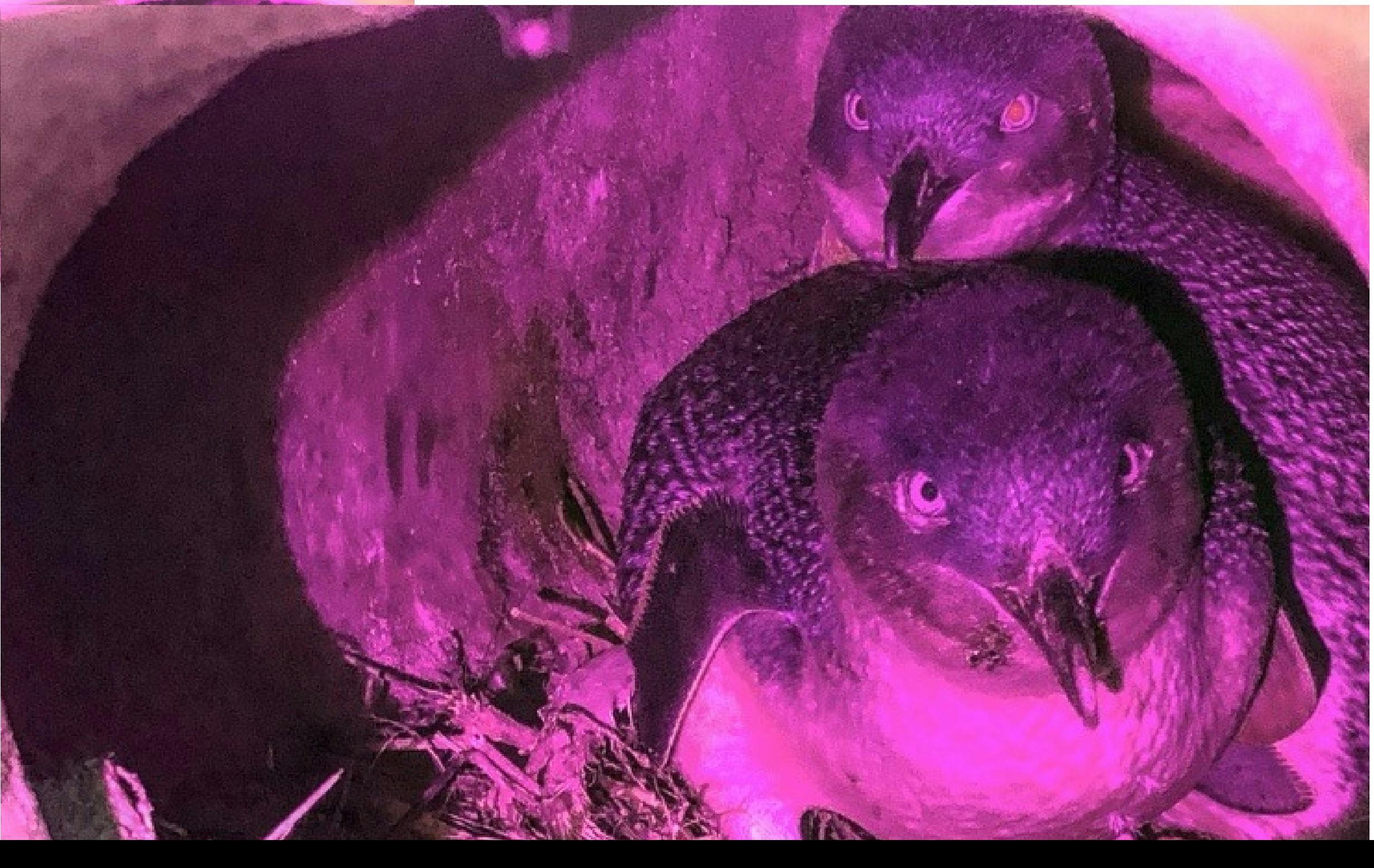 Penguin and Wildlife Night Walking Tour