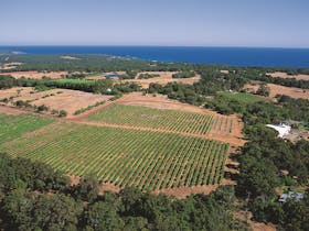 Wise Winery