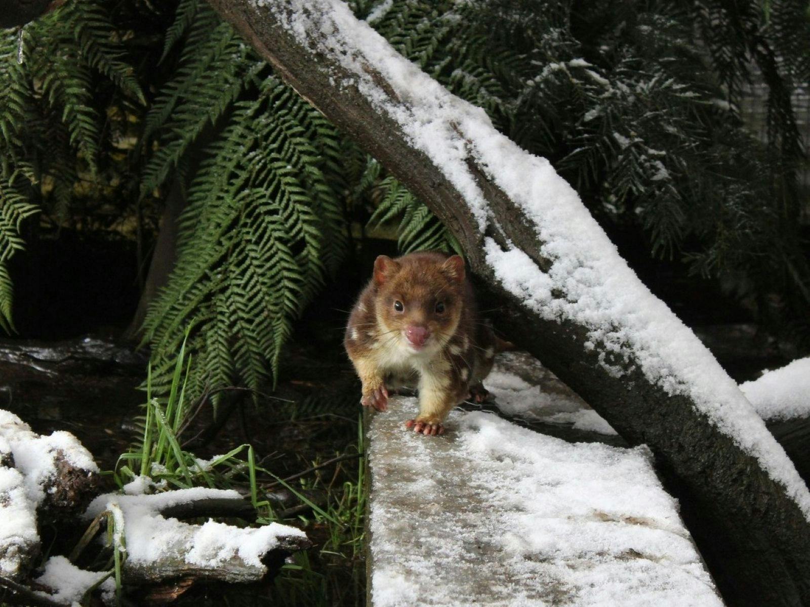 Spotted tail quoll in snow