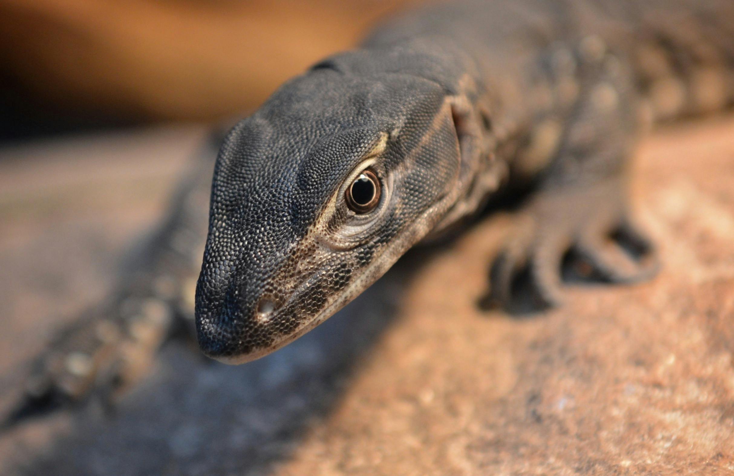 Reggie the Southern Heath Monitor - Happy for a pat and the odd cuddle:)