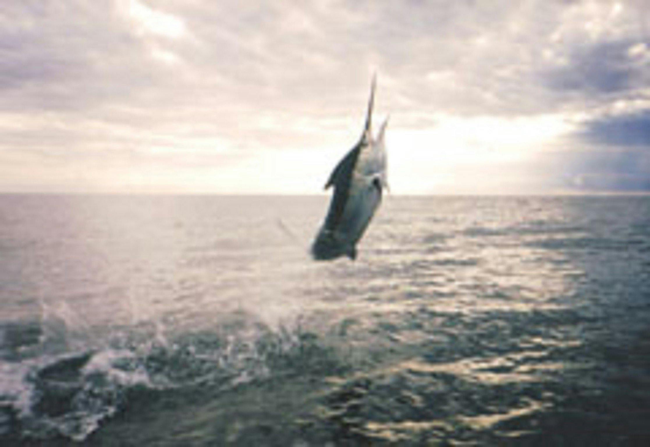 South West Rocks Fishing Charters