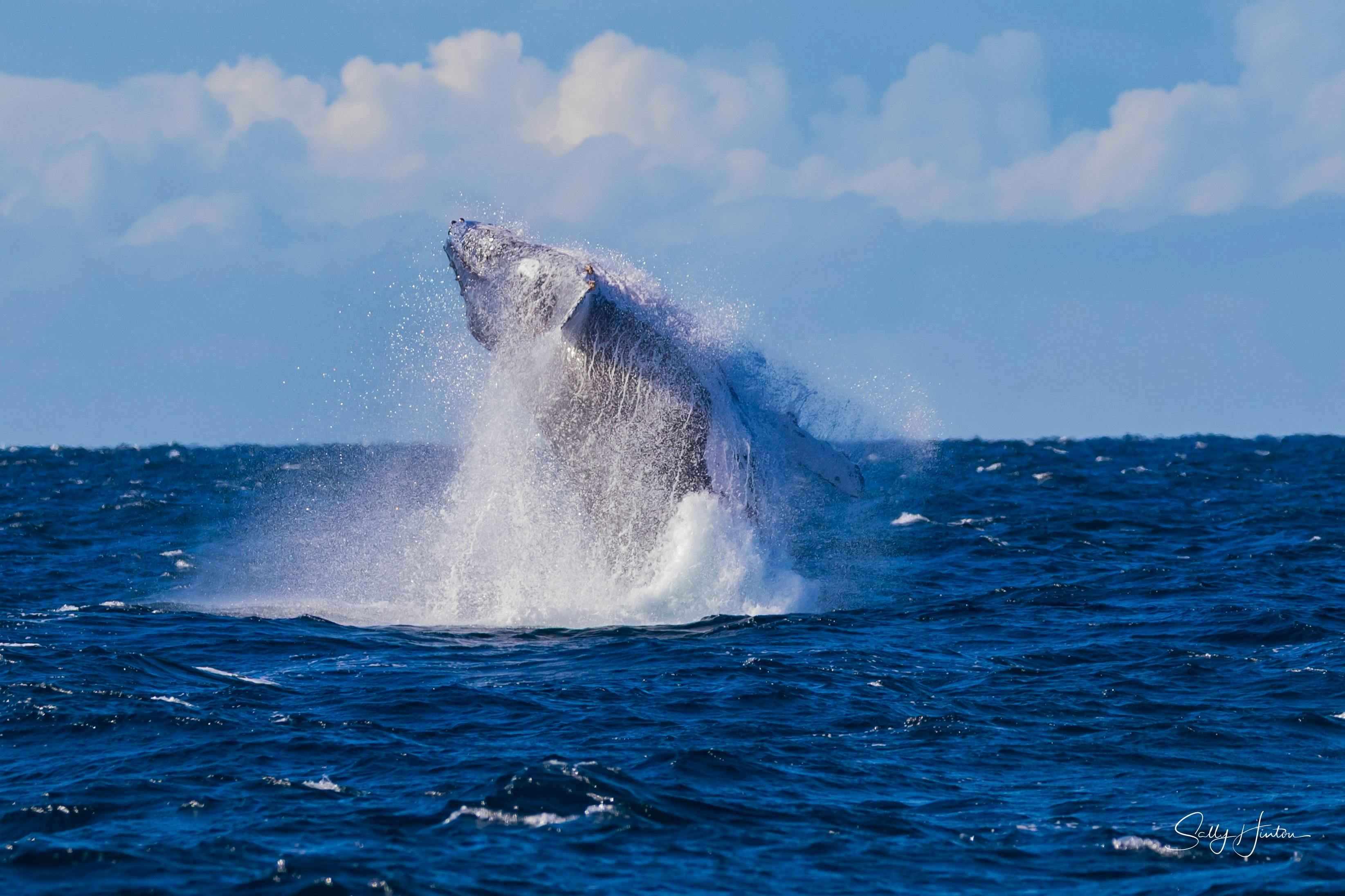 wacthing these massive whales breach is an unforgettable moment